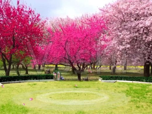 赣州樱花公园
