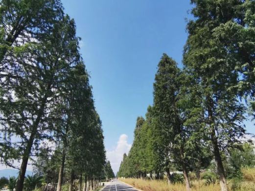 黎川县华山综合垦殖场华山林场