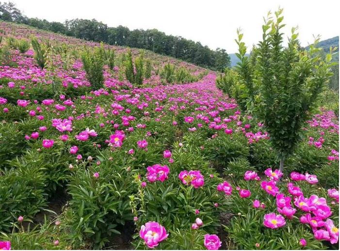 柳河县千亩芍药花谷