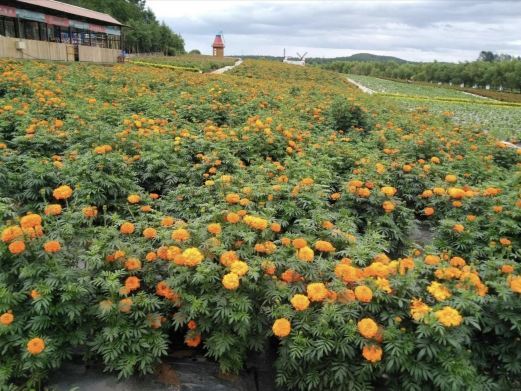 吉林市金珠花海