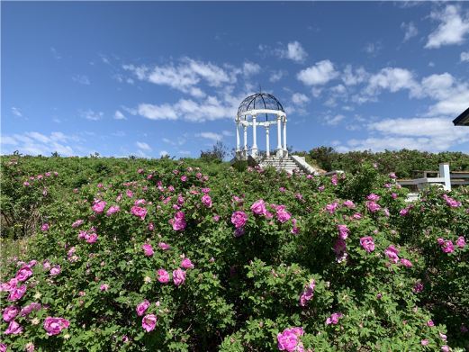 公主岭玫瑰山
