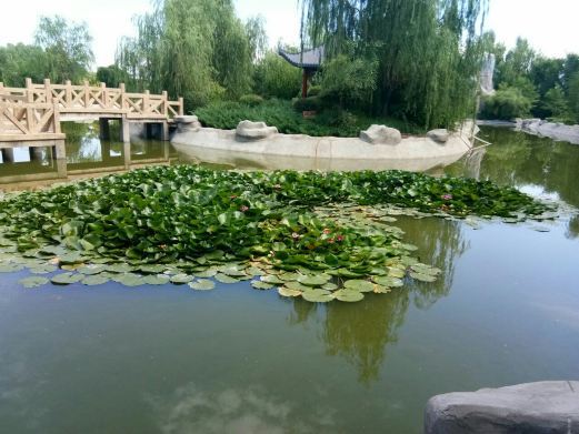 开鲁古榆园