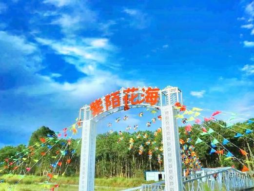 大通紫陌花海薰衣草自助烧烤茶园