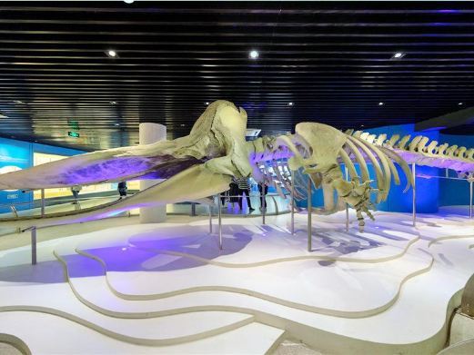 青岛海洋生物馆