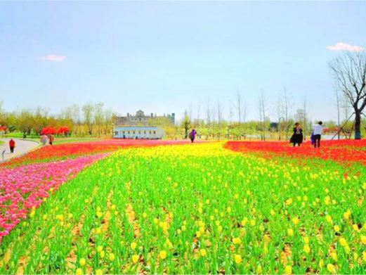 泰安泰山花海