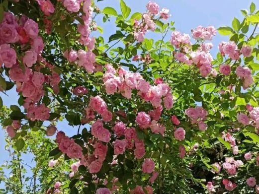 运城花海