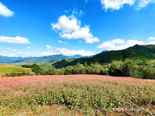 蓝田荞麦岭