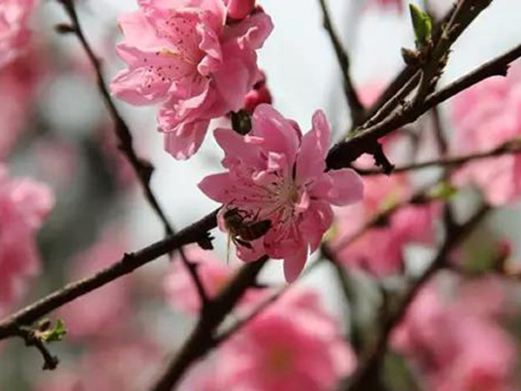 叙永桃花坞旅游景点