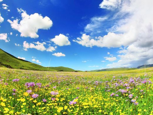 红原俄么塘花海景区