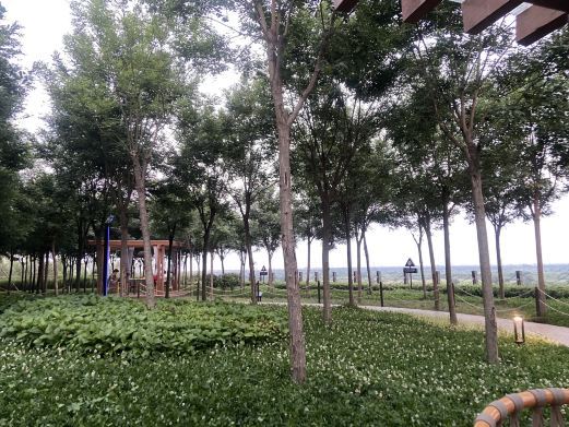西安高陵泾渭湿地观光园