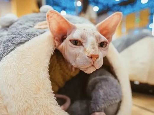 猫咪博物馆(咸阳丽彩万达店)