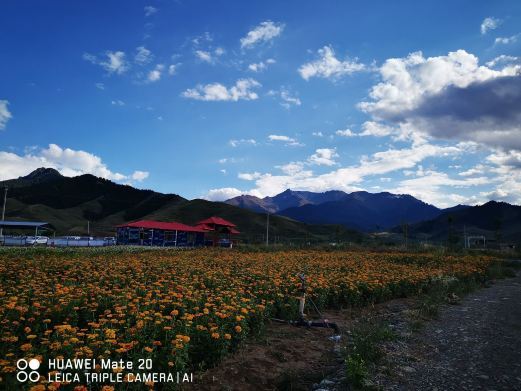 吉木萨尔百花谷