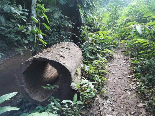 景洪基诺山巴坡蝶探雨林徒步