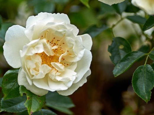 玉龙花花色玫瑰庄园