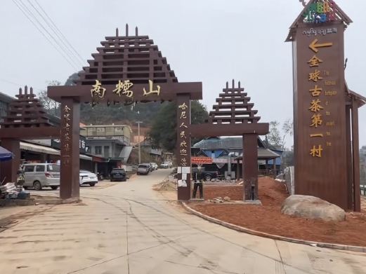 勐海茶树王