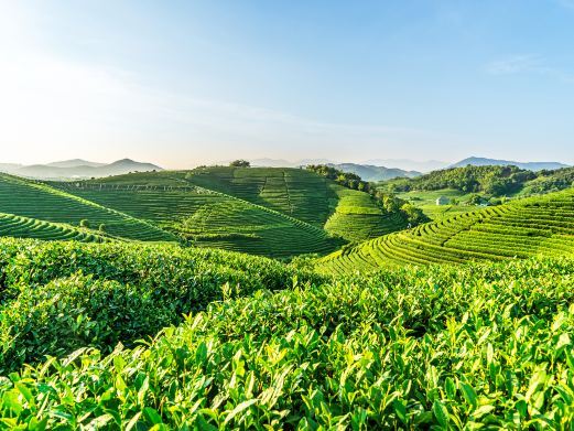 杭州龙坞茶村