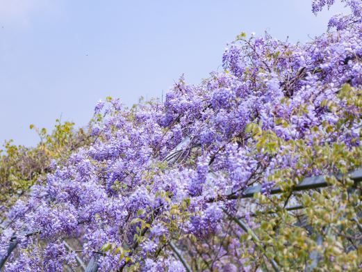杭州樱花园