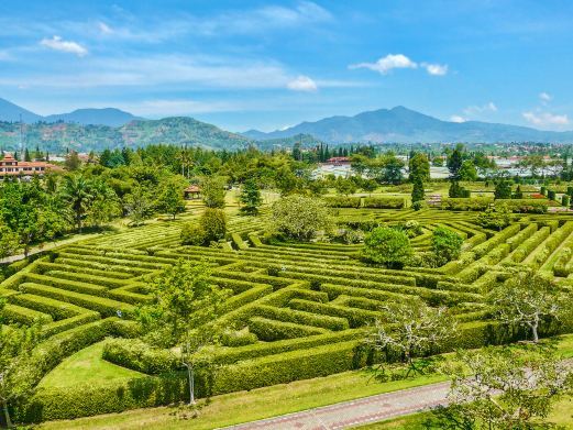 松阳大木山茶园景区