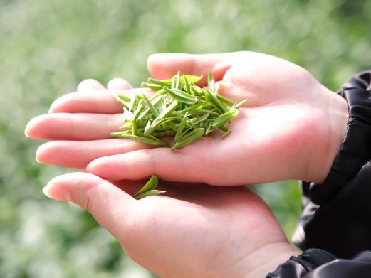 安吉宋茗茶博园