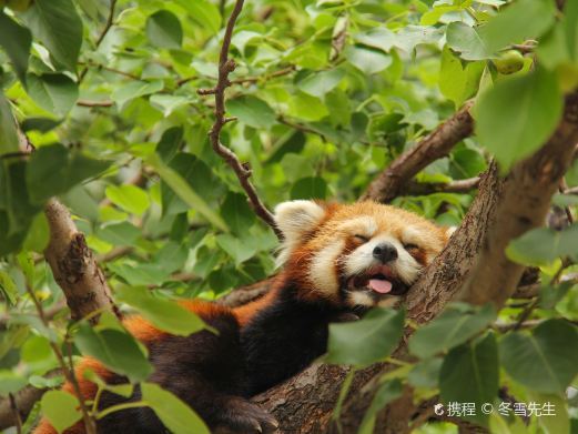 北京小熊猫馆