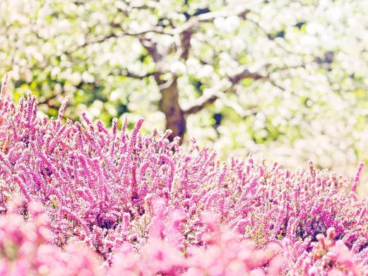 上海南汇桃花村