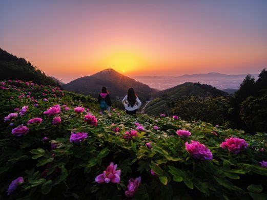 垫江华夏牡丹园