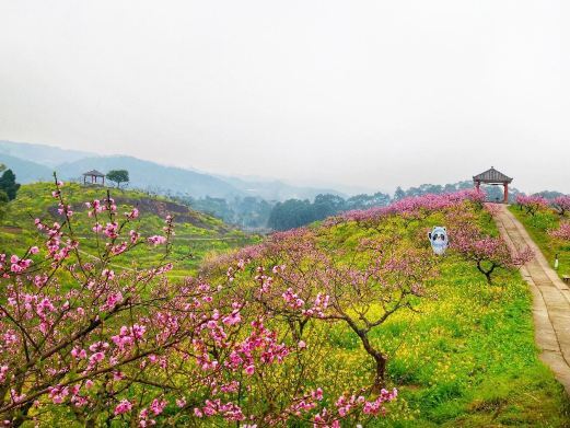 重庆永川桃花源