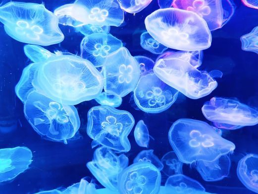 重庆梦幻水母宫