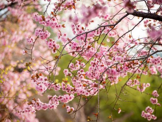 重庆桃花岛风景区