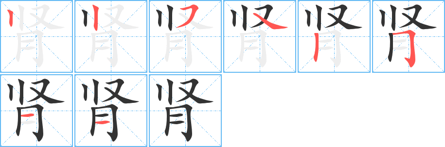 肾字的笔画顺序