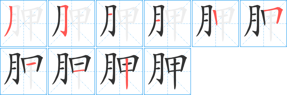 胛字的笔画顺序